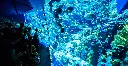 「海洋奇觀」.webp