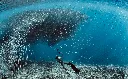 沙丁魚風暴浮潛.webp