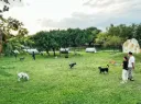 【台灣】台中寵物友善民宿 + 高美濕地 3天 PET-26003